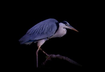 Fototapeta premium great blue heron