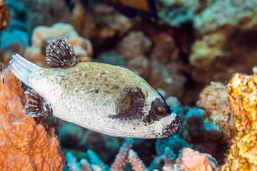 Egypt, Sharm El Sheikh, Masked puffer (Arothron diadematus) © Luigi