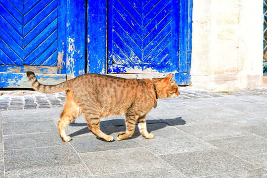 Tabby cat with collar walks on street past blue wooden gate, side view