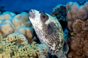 Egypt, Sharm El Sheikh, Masked puffer (Arothron diadematus) © Luigi