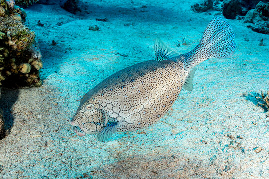 Egypt, Sharm El Sheikh, Yellow Boxfish (Ostracion cubicus), Cube Trunkfish