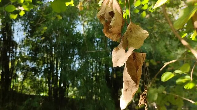 Dried leaves against a lush green bamboo forest backdrop. Perfect for nature, autumn, and serenity themes