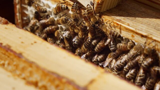 Honeybees Clustered Between Honeycomb Frames Inside Beehive &mdash; Macro Closeup Video