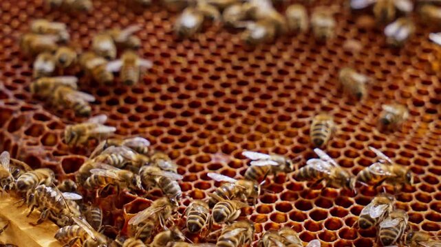 Honeybees on Dark Brood Comb Cells in Warm Amber Light &mdash; Macro Beekeeping Video