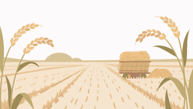 Harvest Season Paddy Field with Rice Ears Vector Illustration