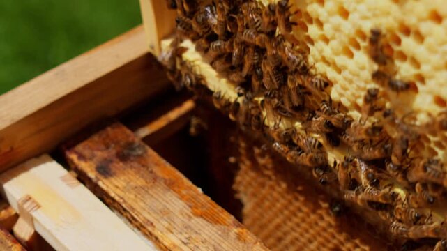 Honeycomb Frame Full of Bees Inside Open Beehive During Inspection &mdash; Apiary Video