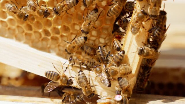 Honeycomb Frame Full of Bees in Bright Daylight Inside Open Beehive &mdash; Apiary Video
