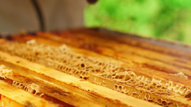 Bee Smoker Nozzle Over Open Beehive Top Bars with Wax Bridges &mdash; Apiary Video