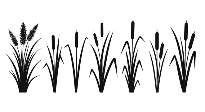 Black silhouettes of cattail plants standing.
