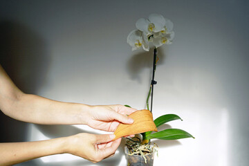 Hands inspect yellowing lower leaf on blooming Phalaenopsis orchid during senescence progression in houseplant. Demonstrates lifecycle awareness, natural aging recognition, and realistic plant care. © tanyatorgonskaya
