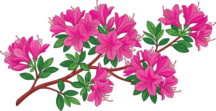 Pink azalea branch with blooms and green foliage isolated illustration botanical blooming decorative isolated illustration colorful wildlife perennial landscape ornamental