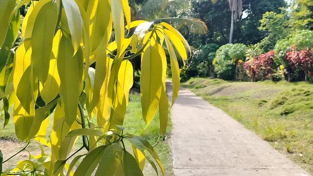 Young Mango Leaves with Rural Road in Background