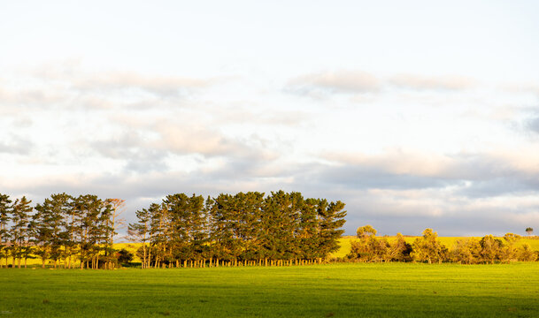 stand of trees at moment of sunset, Stanford, South Africa