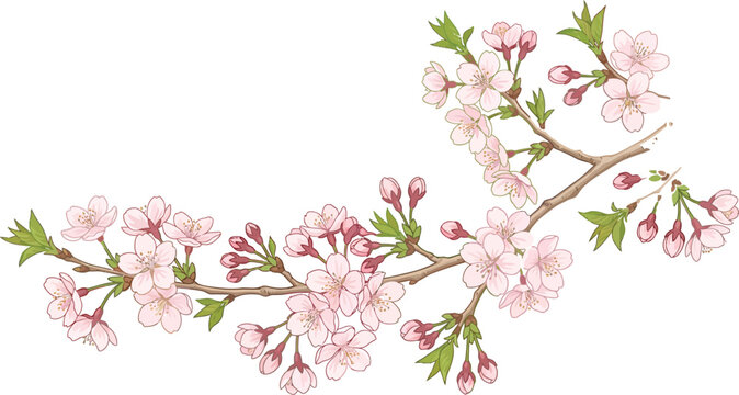 Delicate branch of pink cherry blossoms isolated on white background with botanical illustration isolated decorative detailed colorful botanist aesthetic romantic japanese tradition