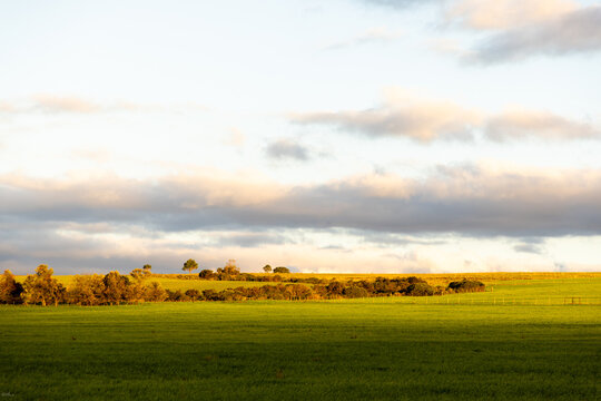 stand of trees at moment of sunset, Stanford, South Africa