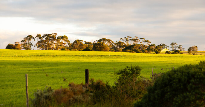 stand of trees at moment of sunset, Stanford, South Africa