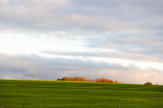 stand of trees at moment of sunset, Stanford, South Africa
