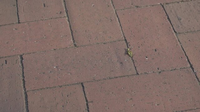 Small green plant growing between red brick pavement in sunlight