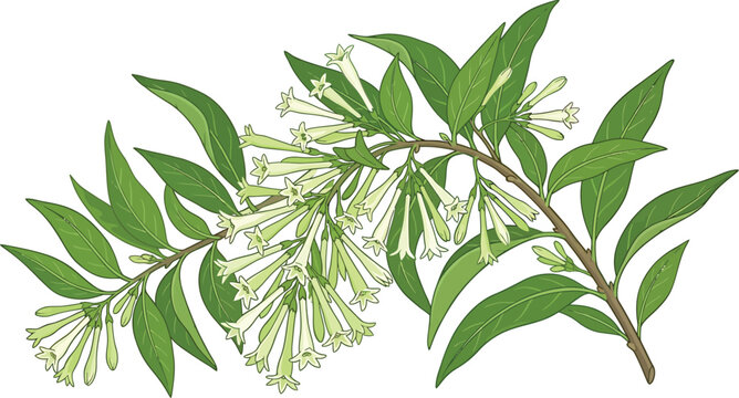 Cestrum nocturnum night blooming jasmine branch with white flowers and green leaves nature inspired nocturnum blooming botanical fragrant illustration isolated decorative ornamental