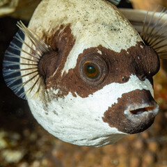 Egypt, Sharm El Sheikh, Masked puffer (Arothron diadematus) © Luigi