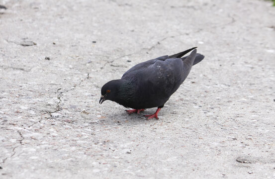 Urban pigeon or Columba livia birf with variegated plumage standing in a city environment.