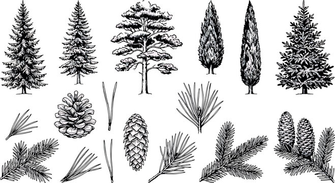 Set of hand drawn coniferous trees, pine cones and branches isolated on white background