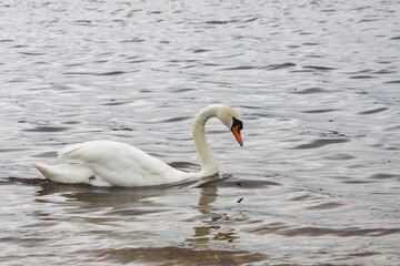 Naklejka premium Wildlife scene featuring a graceful swan swimming in a peaceful wetland environment.