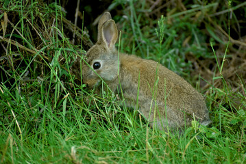 Obraz premium portrait of young rabbit standing in a field 