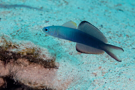 Egypt, Sharm El Sheikh, Scissortail Dartfish (Ptereleotris evides), Blackfin Dartfish