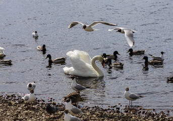 Fototapeta premium Wildlife riverside scene with swan and ducks walking over washed limestone gravel near water.