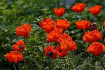 Obraz premium A group of blooming bright oriental poppies in the garden. Natural background or wallpaper.