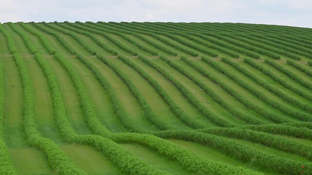 perfectly aligned, rhythmic rows of lush green currant shrubs rolling across a vast agricultural field under a soft, overcast sky