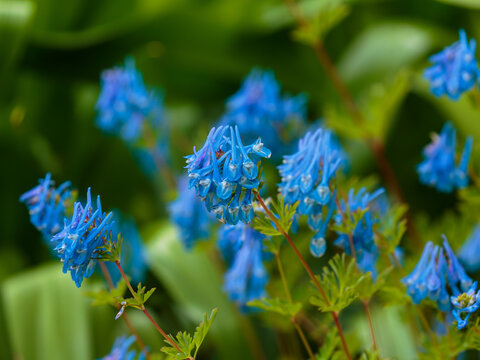 Сorydalis Blue Dream in garden. Blue flowers of corydalis. Natural wallpaper