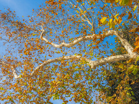 Autumn plane tree branches against clear blue sky