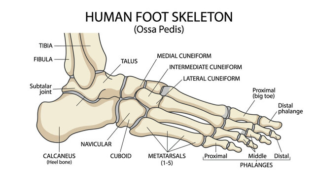 Detailed anatomical illustration of a human foot skeleton with labeled bones and joints on a white background.