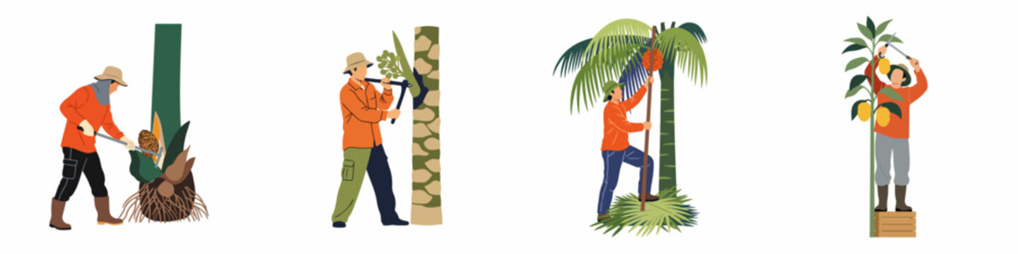 Set of agricultural workers harvesting oil palm and tropical fruits in various poses, flat design vector illustration on white background.