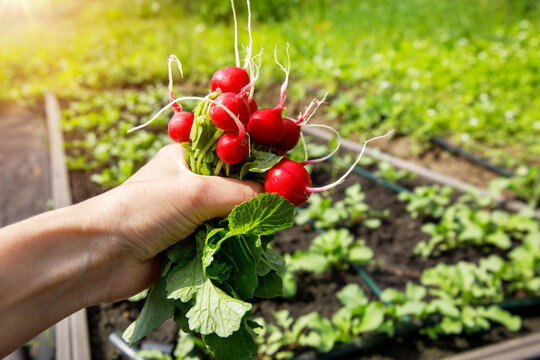 Organic Horse Radish Vegetables harvest in the farmers hand. Farmers Hand with freshly harvested radish vegetables. Gardening and farming