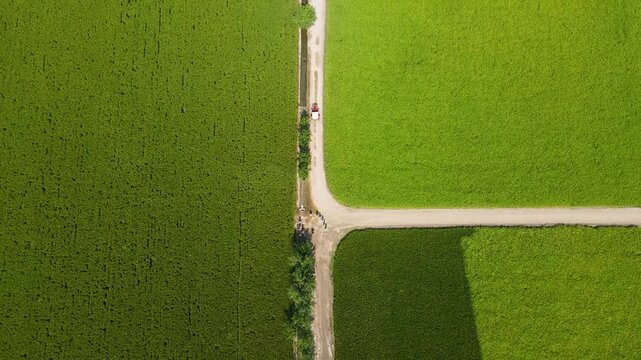 Aerial view of vibrant green agricultural fields divided by dirt paths with a small vehicle at a junction in the rural area of Kasur, Punjab, Pakistan.
