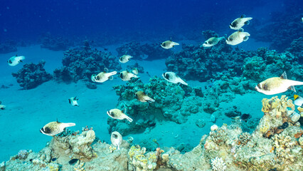 Egypt, Sharm El Sheikh, Masked puffer (Arothron diadematus) © Luigi