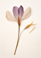 Fototapeta premium Real Pressed a crocus flower petal plant.