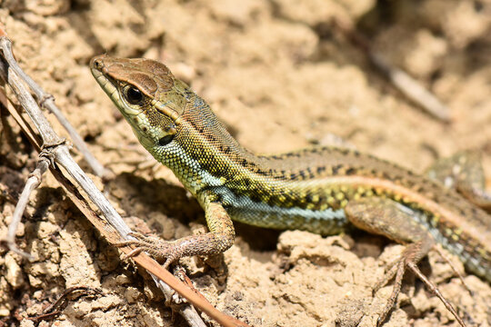 Close-up macro profile view of a snake-eyed lizard (Ophisops elegans) with detailed scales and a bluish-green belly pattern basking on dry, sandy earth in the wild.