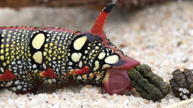 A close-up of the back of the caterpillar of a Hyles euphorbiae, the spurge hawk-moth