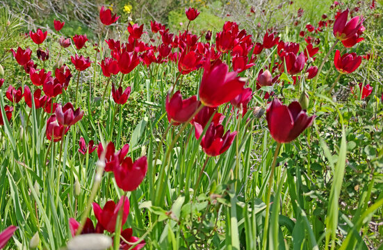 Vibrant dark red Cyprus tulips (Tulipa cypria) blooming in a lush green meadow under bright natural daylight during spring.