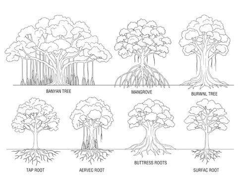Educational illustration featuring diverse tree root systems and botanical structures showing tap aerial buttress and surface root variations for biology study