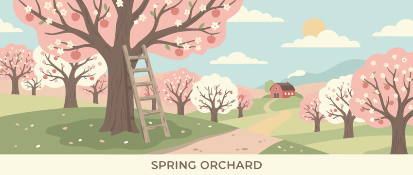 Flat vector illustration of a beautiful spring orchard in full bloom with blossoming fruit trees, a rustic wooden ladder, and lush green grass under a clear blue sky for agriculture and nature.