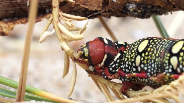A foraging caterpillar of the Hyles euphorbiae, the spurge hawk-moth.
