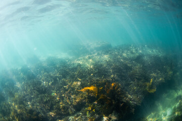 Kelp seaweed reef view underwater in the blue ocean. © AlexandraDaryl