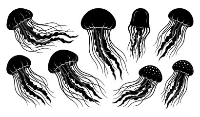 Jellyfish Collection Featuring Hand Drawn Marine Sea Creature Illustrations with Flowing Tentacles © MstNadiya
