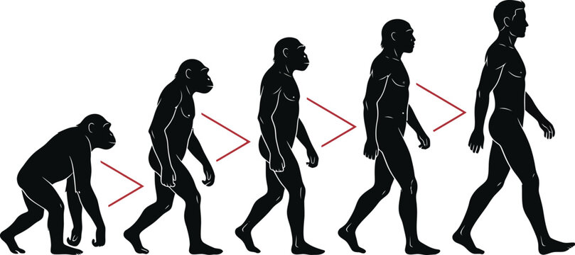 Human Evolution Theory Silhouette Vector