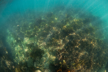 View of kelp seaweed reef underwater in the ocean. © AlexandraDaryl